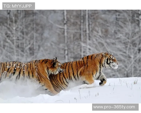 吉林东北虎主场迁至长春市体育馆自1月19日起正式启用